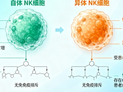 NK細(xì)胞：自體與異體的 “免疫戰(zhàn)士”，究竟有何不同？