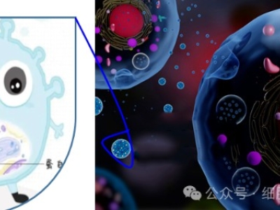 什么是外泌體？外泌體在疾病治療和醫(yī)療美容中的應(yīng)用與前景